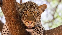 4 Days Wildlife Safari in Amboseli and Tsavo