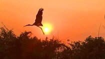 Ultimate Guide to Bird Watching in Siem Reap&Tonlé Sap Biosphere 