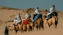 Camel Ride & Mint Tea Picnic in Agadir’s Hidden Desert Dunes