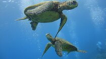 Paradise Honu Morning Snorkeling Tour