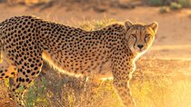 Bo-Kaap, Cheetah Outreach Firgrove & Stellenbosch Wine Tasting 