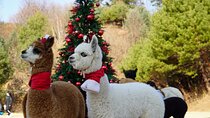 Alpaca, Nami, Eobi with Rail Bike or Strawberry