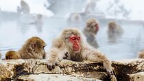 Nagano Snow Monkey Park With Beef Sukiyaki And Gods Wine Tour