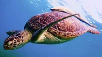 Mangrove Bay Trip (Snorkeling and Quad biking) from Marsa Alam