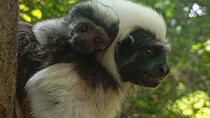 Monkey Volunteer Work in Wildlife Reserve Near Cartagena