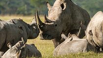 Solio Ranch Rhino Watch Safari Day Trip From Nairobi
