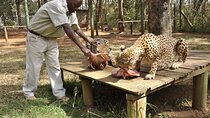 Nairobi Day Tour Animal Orphanage Safari Walk And Bomas of Kenya
