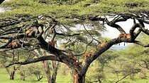 Lake Manyara National Park Day Trip with Lunch