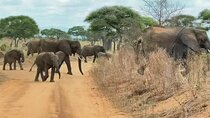 Experience the Best of Tanzania’s Wildlife and Landscapes