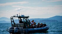 Vancouver's Intimate West Coast Whale Watching Experience