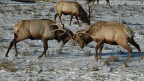 Grand Teton National Park Private Sunrise Tour
