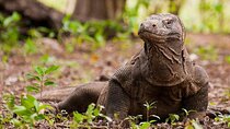 Komodo Island Adventure from Bali (Day Trip)