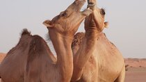 Wahiba Sands and Wadi Bani Khalid Private Full Day Tour