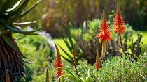Spectacular Table Mountain & Kirstenbosch Gardens 