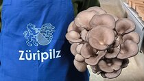 Discover the World of Mushrooms