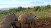 Nairobi National Park Guided Tour