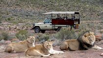 Big Five Game Reserve Wildlife Safari from Cape Town