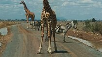 Nairobi National Park Game Carnivore Restaurant Lunch or Dinner