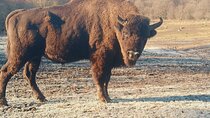 Bison National Reserve and Drakula’s Grave in a half day trip