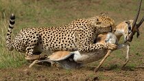 6-Day of Masai Mara and Samburu on 4x4 Jeep Safari