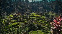 Bali ,Tegallalang, Tirta Empul, Coffee, Lunch & Batur Hot Spring