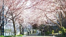 Seoraksan and Cherry Blossom Lake 1 day trip from Seoul