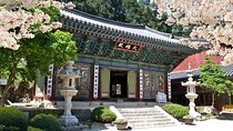 Donghaksa Temple Cherry Blossom and Jeonju Hanok Village 