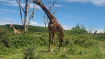 private day tour to lake Naivasha crescent island