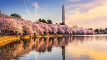 Washington D.C. Cherry Blossom,Baltimore 3-Day Tour from Boston