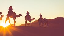 Luxor Camel Adventure Tour in West Bank