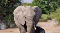 Full Day Big 5 Pilanesberg Safari Tour