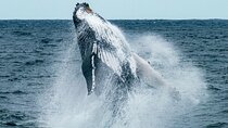 Hermanus Whale Watching and Wine Tasting