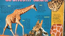 CT Giraffes house lion's park,Cheetah encounter and Wine Tasting