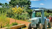 Private Ibiza Winetasting Tour