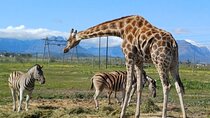 Full-Day Cheetah Outreach and Giraffe Encounter with Wine Tour