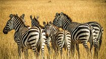 Aquila Big 5 Game Drive Tour from Cape Town