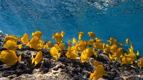 Private Kealakekua Bay Snorkel + Dolphin Watch