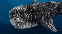 Offshore Safari in Kona + Free Underwater Videos