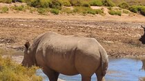 Sunset Aquila Big 5 Game Reserve Safari with Ticket and Snacks