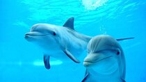 Dolphin House Snorkel & Water Fun Activity with Lunch - Hurghada 