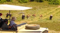 Schotia Private Game African Safari Guided Tour