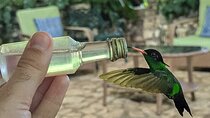 Montego Bay Bird Sancturary with Stunning Ocean Views