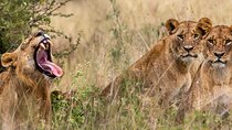 Nairobi National Park And Giraffe Centre