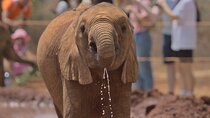 Nairobi National Park, Elephant Orphanage And Giraffe Centre