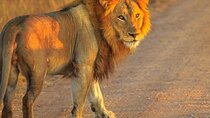 Cape Town : Fullday Aquila Safari Big 5 Day Tour