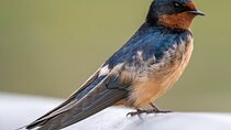 North Coast Birdwatching Adventure with Jeeptour