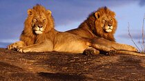 7 Days Sopa Lodges, Amboseli, Naivasha, Nakuru and Masai Mara