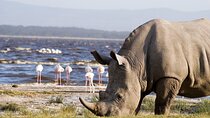 Day Tour To Lake Nakuru With Optional Boat Ride In Naivasha