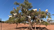 Agadir Private Tour With Pick Up From The Cruise Ship