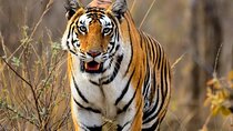 2 Day Jaipur to Ranthambore Tiger and Chambal River Safari